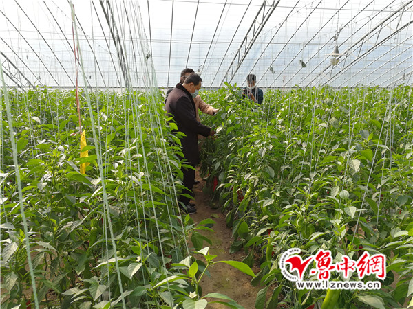 起凤镇GDP_桓台起凤镇天气预报40天