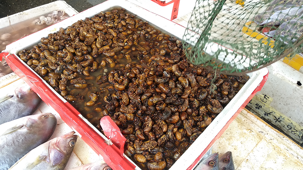 海盛水产市场一处摊位在售卖金蝉，图左边颜色较浅的为去年冷冻处理的金蝉，右边颜色较深的为今年的鲜活金蝉.jpg