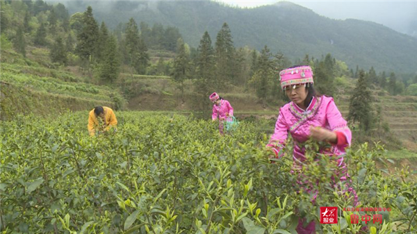 石柱县黄鹤镇：山清水秀茶飘香 石柱茶叶进淄博