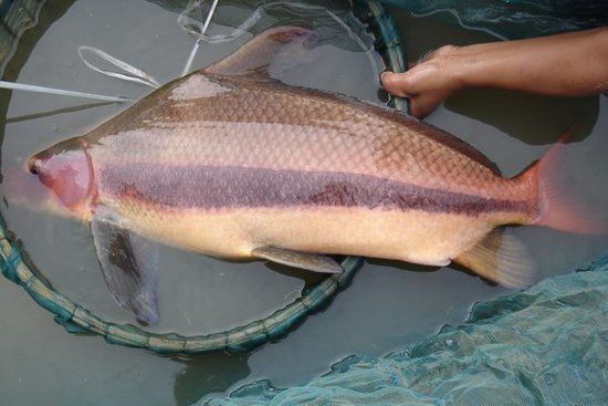 南京渔民捕获最大"胭脂鱼王" 长1米多重15.5公斤