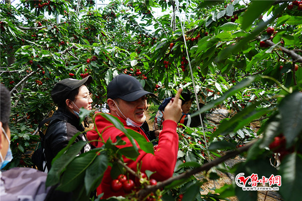 直播带货助销售沂源大樱桃网上推介会暨第十六届沂源大樱桃节开幕